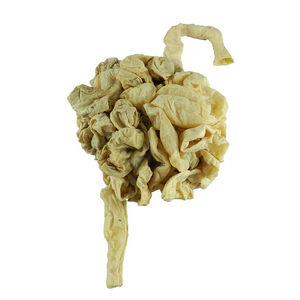 modelo anatómico de intestino delgado 1