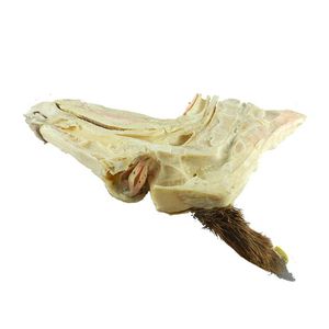 modelo anatómico de cabeza 1