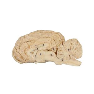 modelo anatómico de cerebro 1