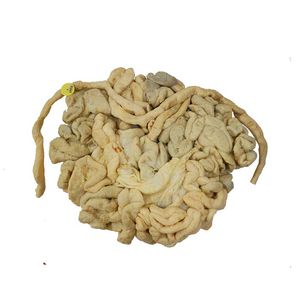 modelo anatómico intestino grueso 1