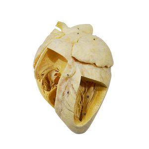 modelo anatómico de corazón 1