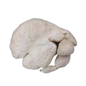modelo anatómico de estómago 1