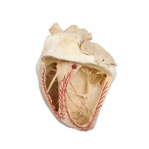modelo anatómico de corazón 1