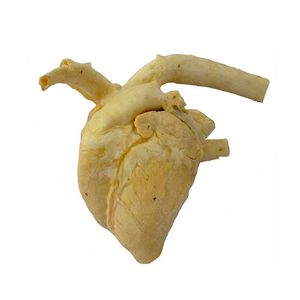 modelo anatómico de corazón 1