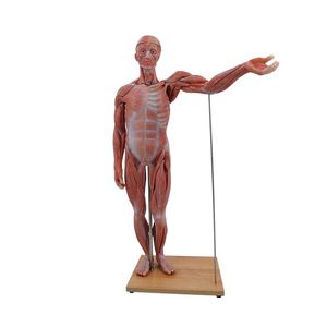 modelo anatómico de cuerpo entero 1