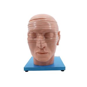 modelo anatómico de cabeza 1