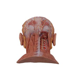 modelo anatómico de cabeza 1