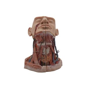 modelo anatómico de cabeza 1