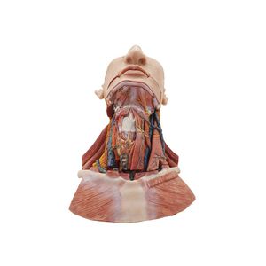 modelo anatómico de cabeza 1