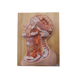modelo anatómico de cabeza 1