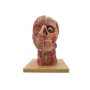 modelo anatómico de cabeza 1