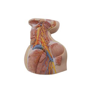 modelo anatómico de cuello 1