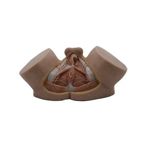 modelo anatómico de pelvis 1