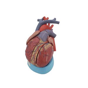 modelo anatómico de corazón 1