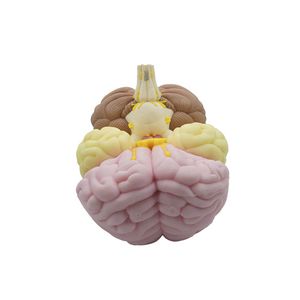 modelo anatómico de cerebro 1