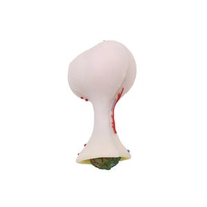 modelo anatómico de cerebro 1