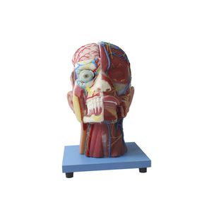 modelo anatómico de cabeza 1