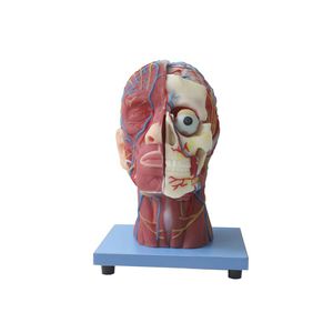 modelo anatómico de cabeza 1
