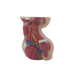 modelo anatómico de cuello 1