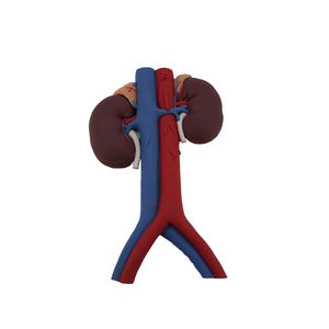 modelo anatómico de riñón 1