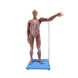 modelo anatómico de cuerpo entero 1