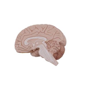 modelo anatómico de cerebro