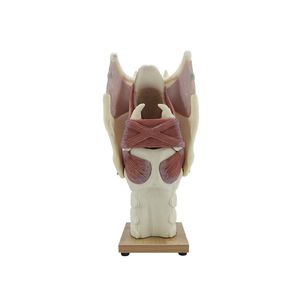 modelo anatómico de laringe 1