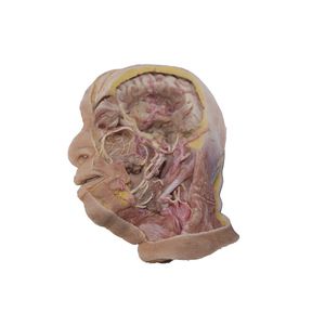 modelo anatómico de cabeza 1