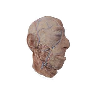 modelo anatómico de cabeza 1