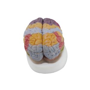 modelo anatómico de cerebro 1
