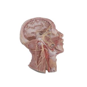 modelo anatómico de cerebro 1