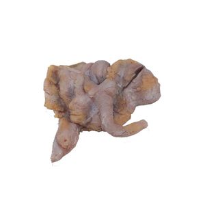 modelo anatómico de intestino delgado