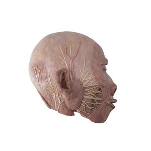 modelo anatómico de cabeza 1