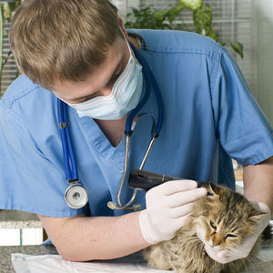 otoscopio veterinario vídeo 1