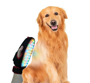 láser de fotoestimulación veterinaria para animales de compañía