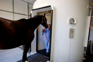 cabina hiperbárica veterinaria para caballos
