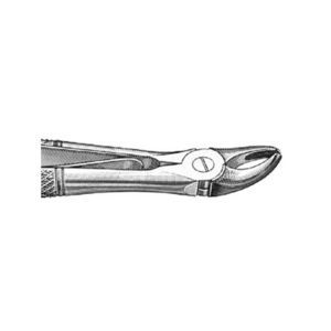 fórceps de extracción dental veterinario 1