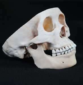 modelo anatómico de cráneo