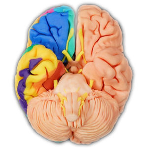 modelo anatómico de cerebro