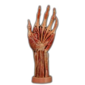 modelo anatómico de mano 1