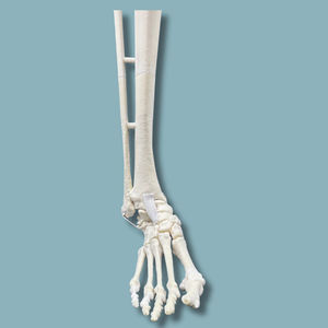 modelo anatómico de tibia