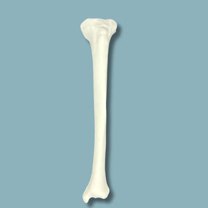 modelo anatómico de tibia