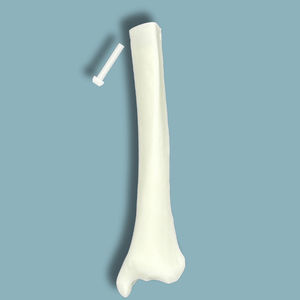 modelo anatómico de tibia