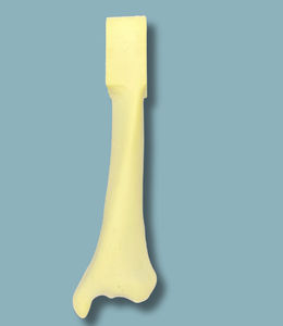 modelo anatómico de tibia