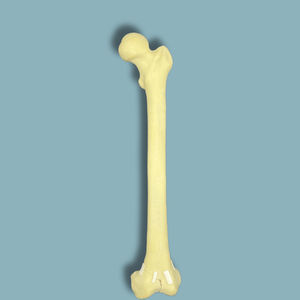 modelo anatómico de fémur