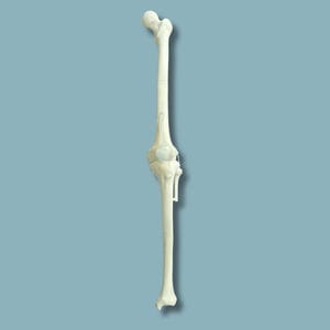 modelo anatómico de rodilla