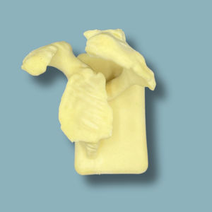 modelo anatómico de omóplato
