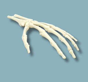 modelo anatómico de mano