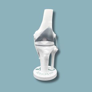 modelo anatómico de rodilla