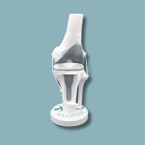 modelo anatómico de rodilla